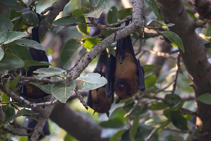 Fruit bats in Ranthambore National Park