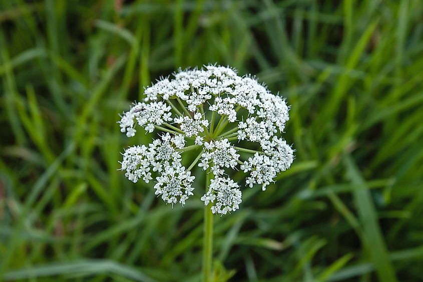 Poison hemlock flowers in bloom in spring.