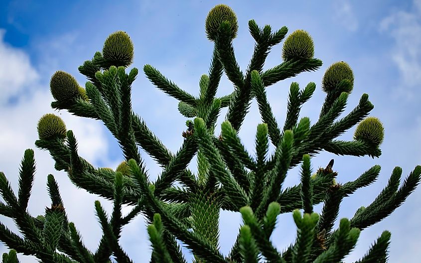 Monkey puzzle tree with new seed pods.