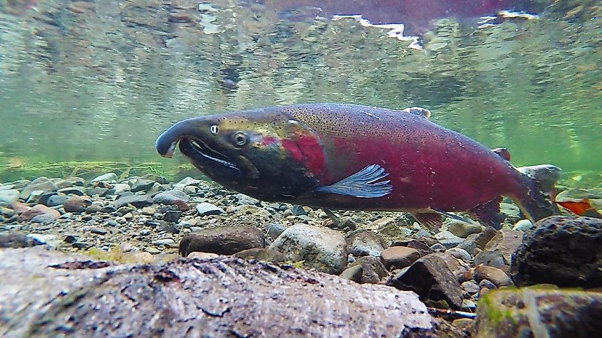 Coho Spawning on the Salmon River.