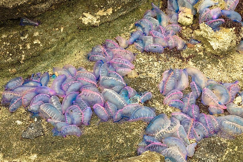 A group of Portuguese man o' wars in Bermuda.