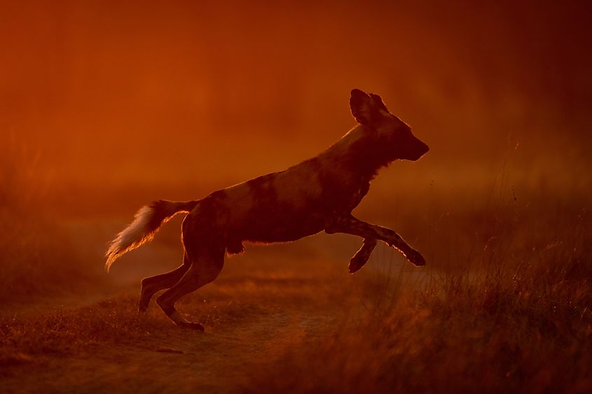 An African wild dog at sunrise.