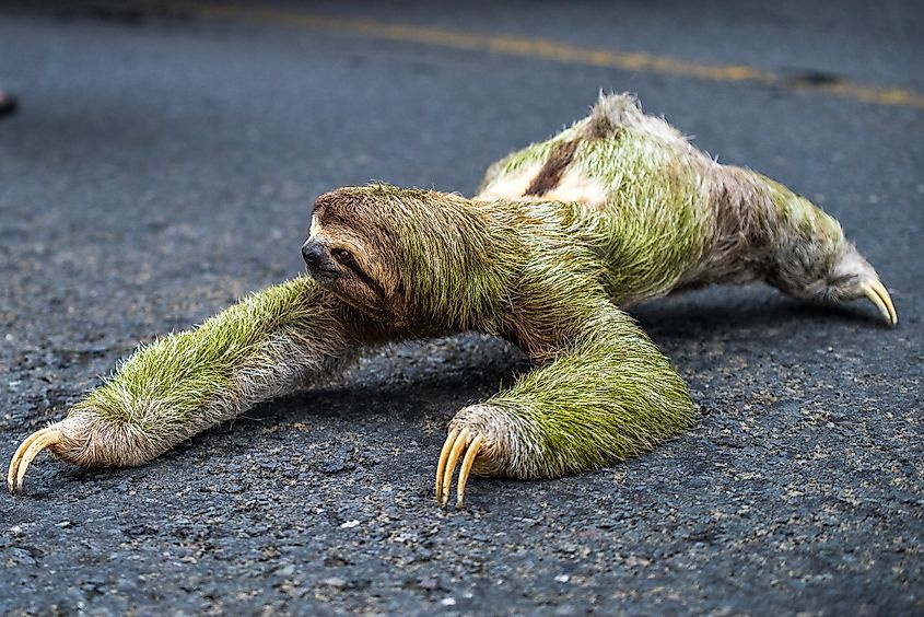 A sloth with algae growing in its fur is moving through a highway.