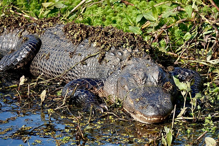 An American Alligator at the Savannah National Wildlife Refuge.