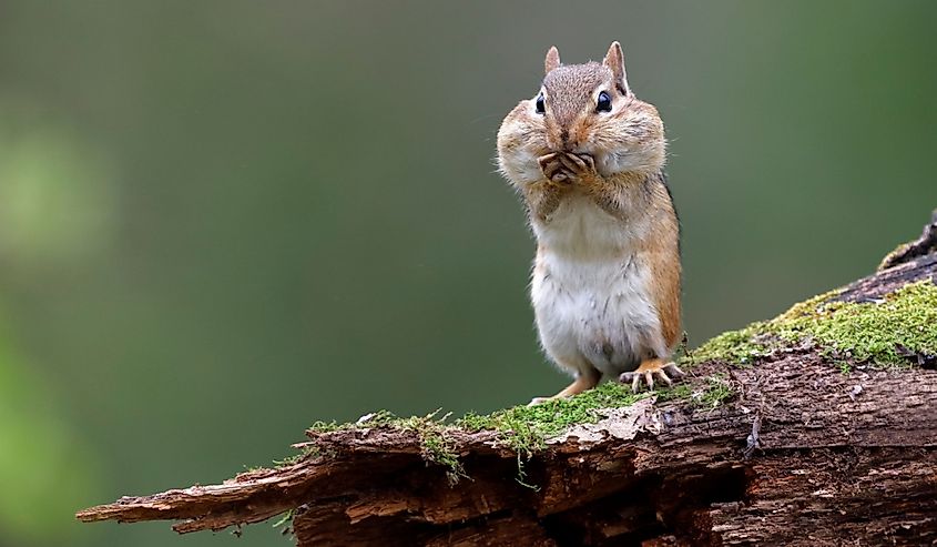 Eastern Chipmunk (Tamias striatus) standing on a mossy log with its cheek pouches full of food