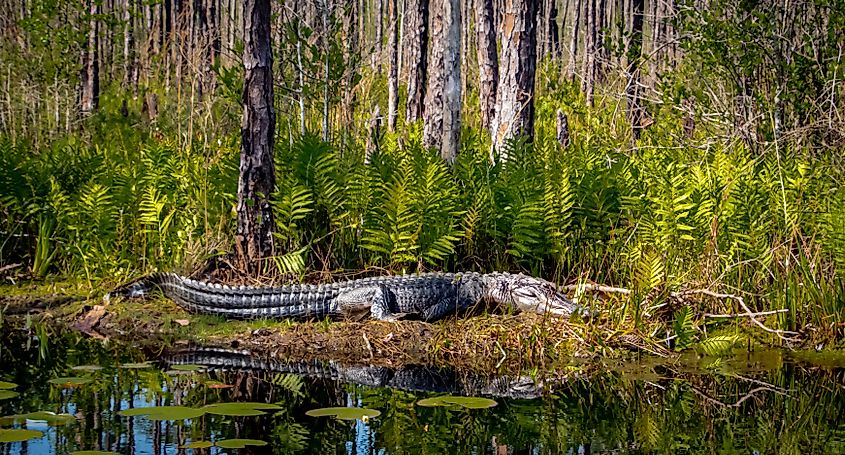 American Alligator on the edge of the canal at Okefenokee Swamp, Folkston, Georgia.
