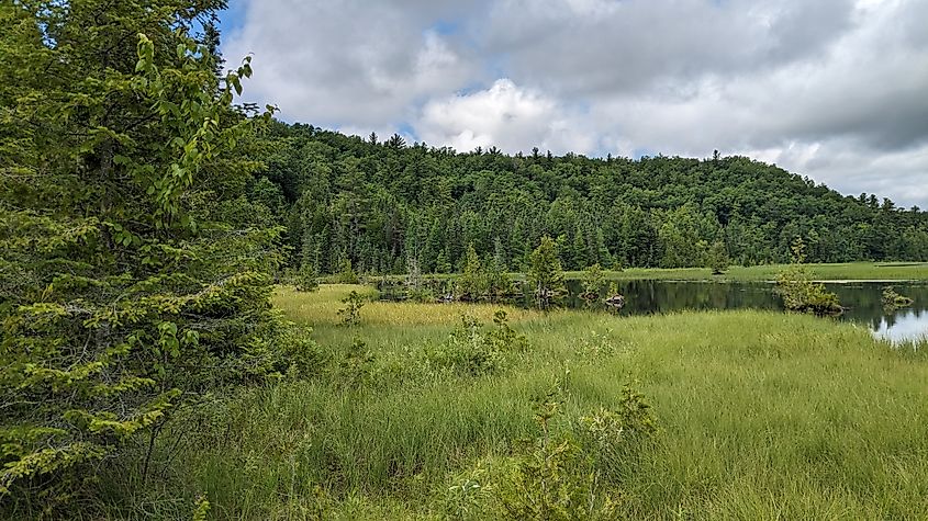 Huron-Manistee National Forests, Michigan.