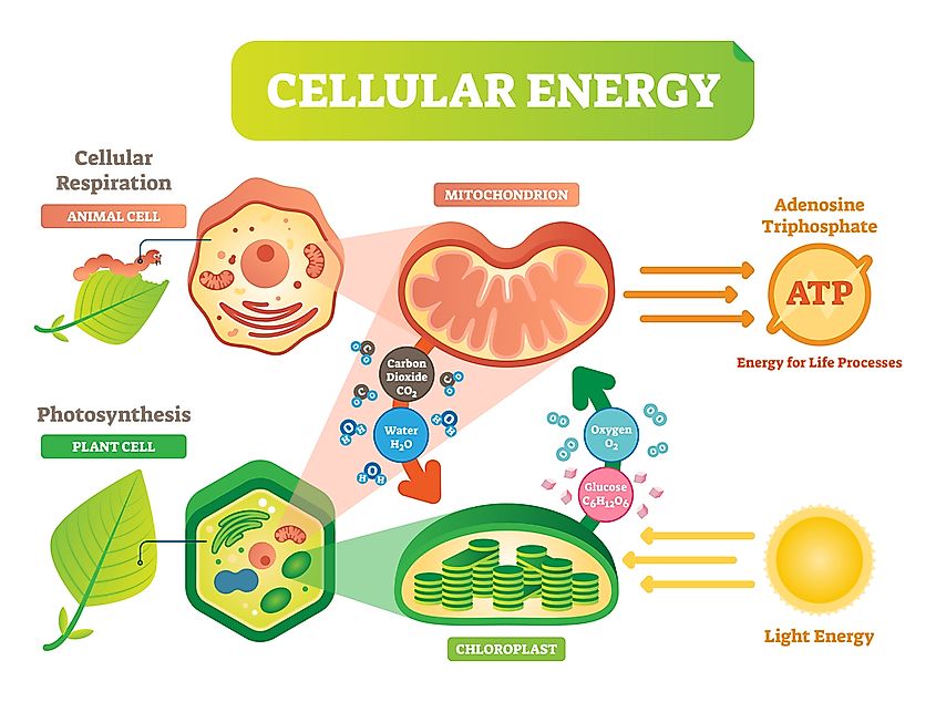 Plants convert solar energy through photosynthesis, and that energy is then used by organisms that eat the plants.