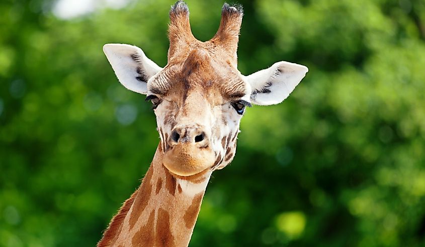 Close-up of a giraffe in front of some green trees, looking at the camera as if to say You looking at me? With space for text.