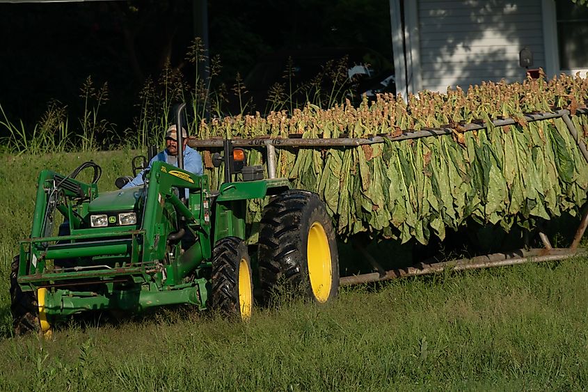 Air-cured tobacco ready for housing. Editorial credit: Wirestock Creators / Shutterstock.com