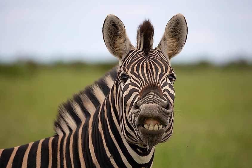 Zebras are herbivores with teeth built for grinding vegetation.