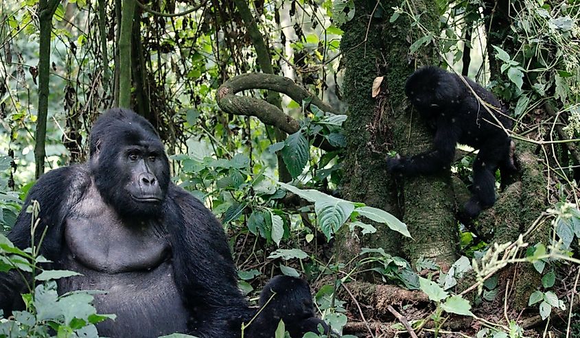 Mountain gorilla at Bwindi Impenetrable Forest