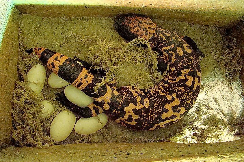 A Gila monster female with eggs.