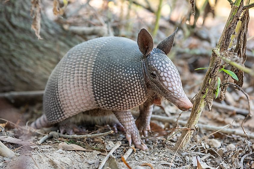 Nine-banded armadillo (Dasypus novemcinctus) in the United States.