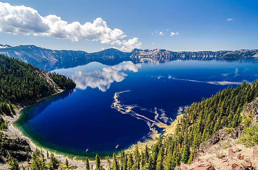 Pine trees along Crater Lake, Oregon