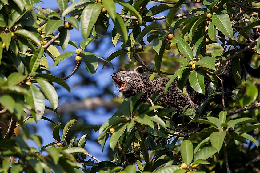 Binturong eating fig fruit on the tree at Khao Yai National Park. Thailand