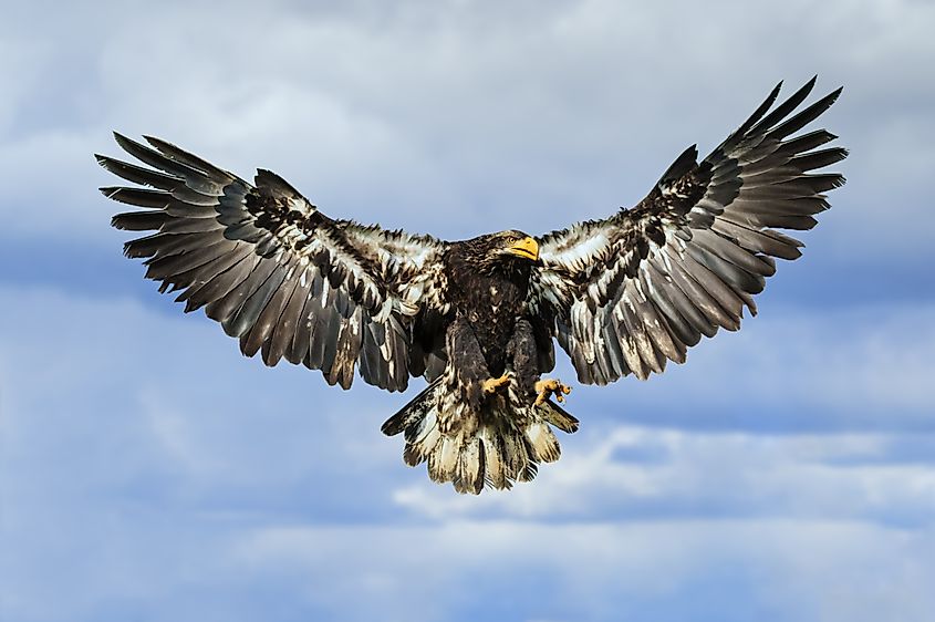 A juvenile bald eagle in flight