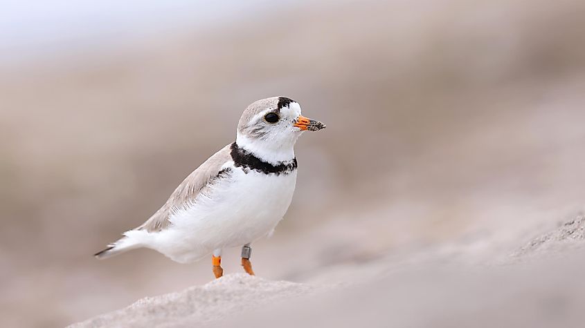 A piping plover that has been ringed.