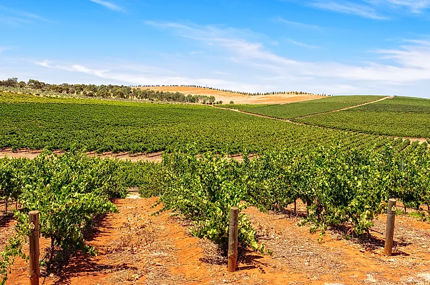 Rows of vines - Clare Valley, SA, Australia