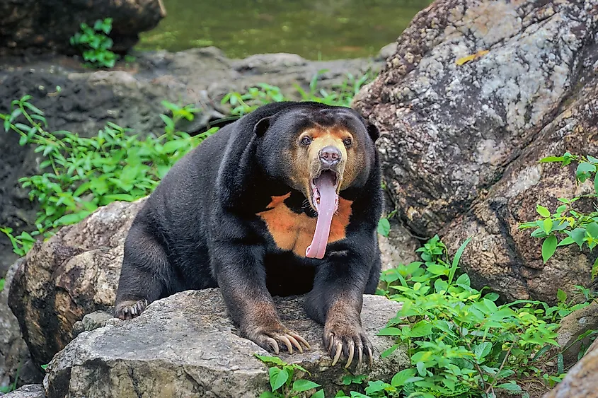 Behavior of Malayan sun bear.
