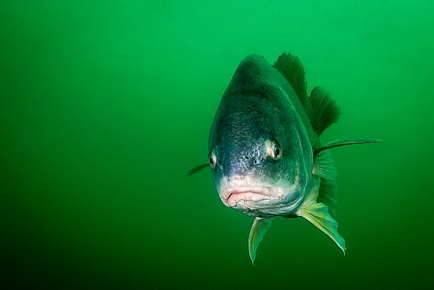 Freshwater Drum swimming.