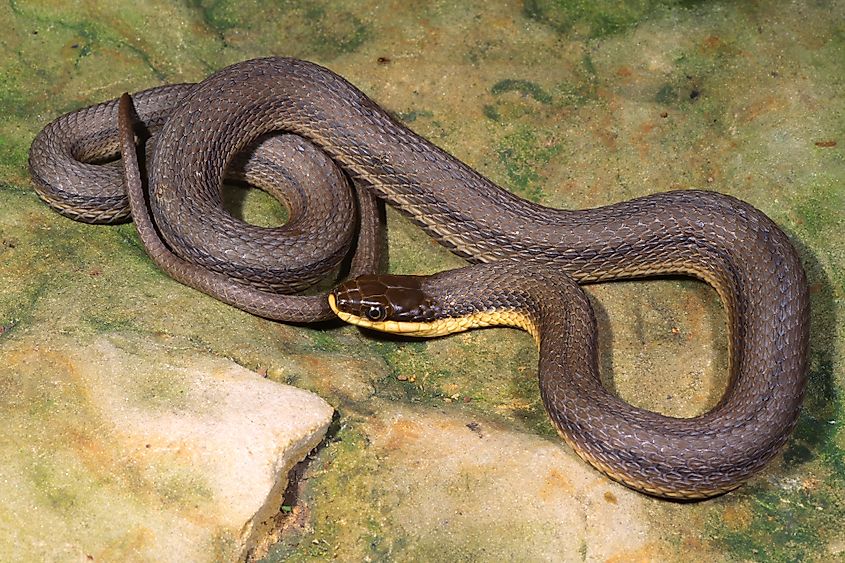 Queen snake, Regina septemvittata, an aquatic species from streams of the central and eastern United States, that feeds on crayfish.