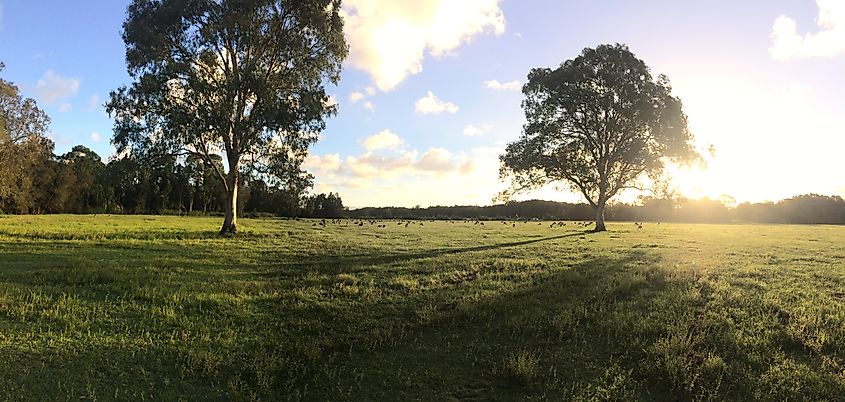 The sun setting in Coombabah Lake Conservation Park with kangaroos in the backdrop.