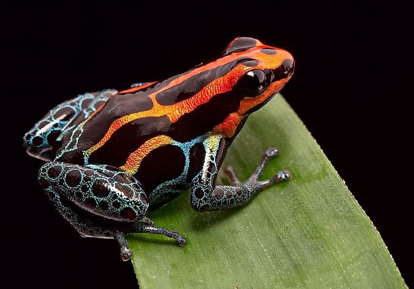 Red striped poison dart frog , ranitomeya amazonica.