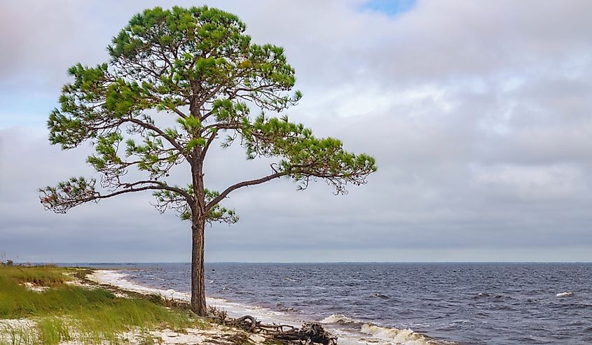 Lone pine tree growing near driftwood on a sandy beach of a large bay along the Gulf Coast on a cloudy autumn morning in northern Florida