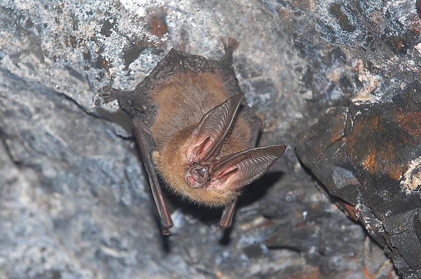 Big-eared bat hanging in cave