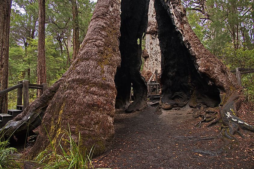 Giant tingle tree at Bibbulmun Track Short Walk in the Walpole-Nornalup National Park, Western Australia, Australia 