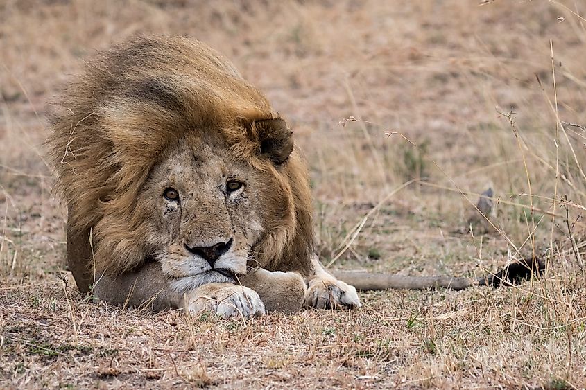 A male lion resting in the grass.