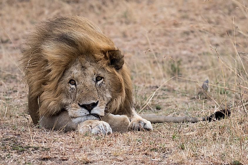 Where Do Lions Live? - WorldAtlas