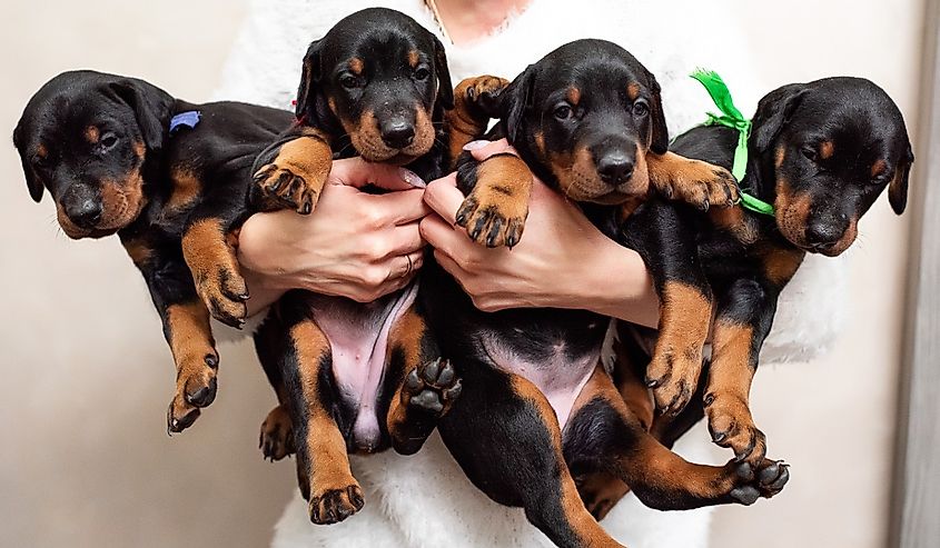 four black Doberman puppies in the hands of the hostess