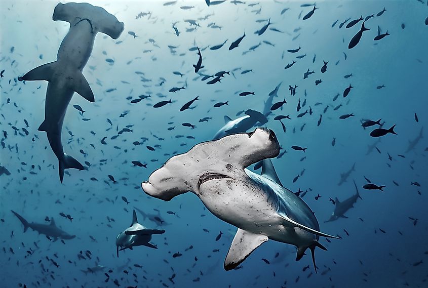 The hammerhead shark.