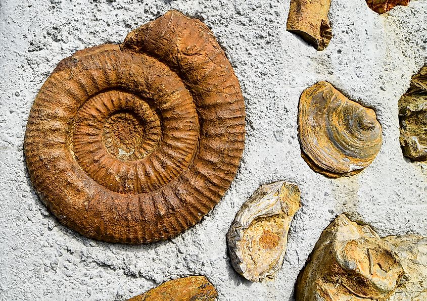 Fossilized ammonites from the Cretaceous period.