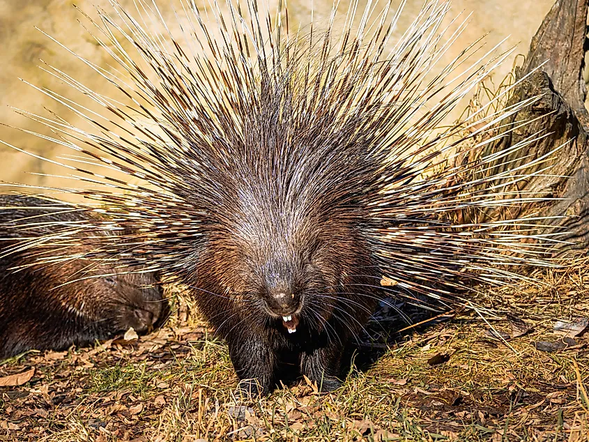 Close-up portrait of the porcupine. It consists of brown, grey, and white colors.