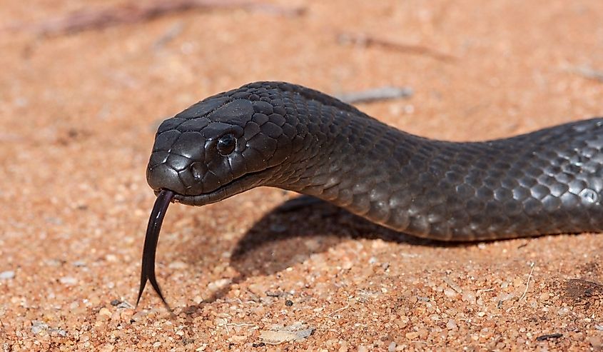 Australian blue bellied black snake.
