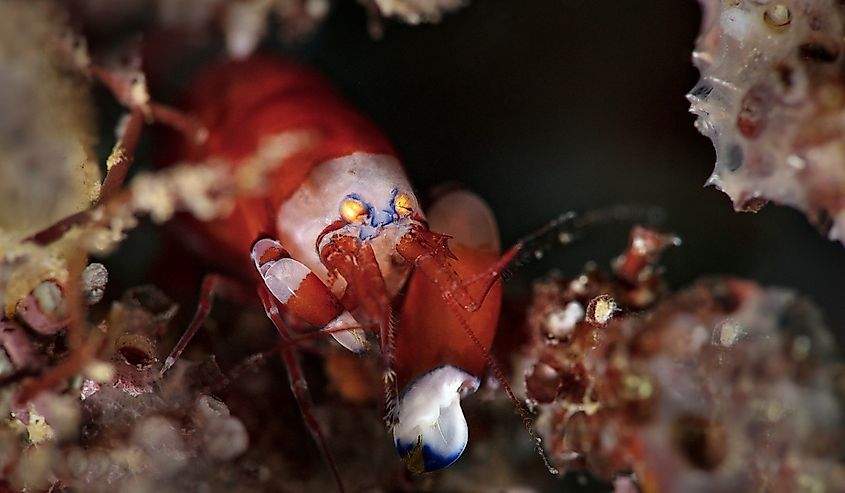 Modest Snapping Shrimp (Synalpheus modestus). Diving in Ambon, Indonesia