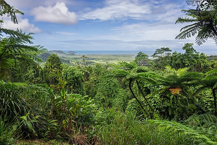 Panoramic view from Mount Alexandra Lookout in the Daintree National Park.