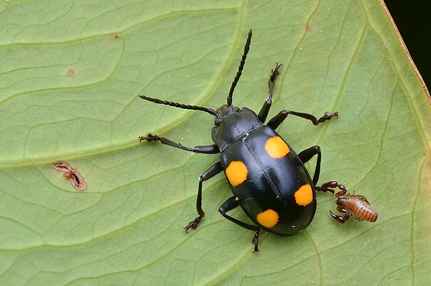 Pseudoscorpion and Fungus Beetle