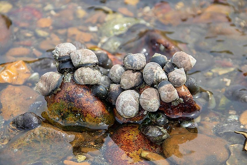 common periwinkles on a rock in sea water