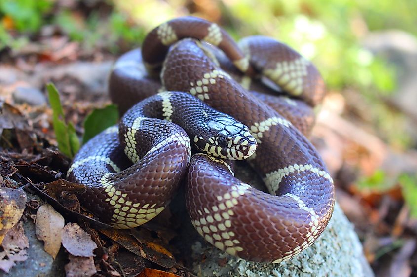 A California kingsnake from Sacramento County, California, USA. Connor Long - Own work via Wikimedia Commons.