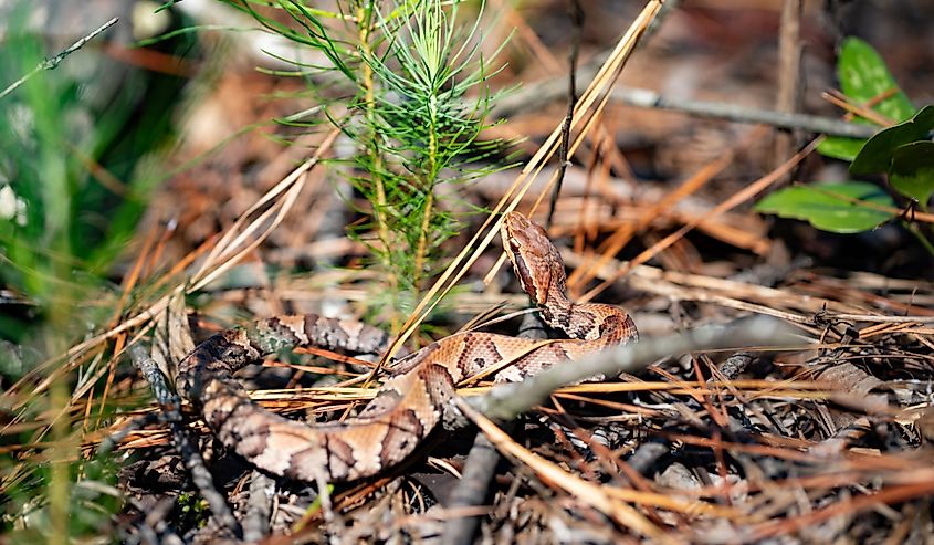 Cottonmouth Water Moccasin in Florida, US.