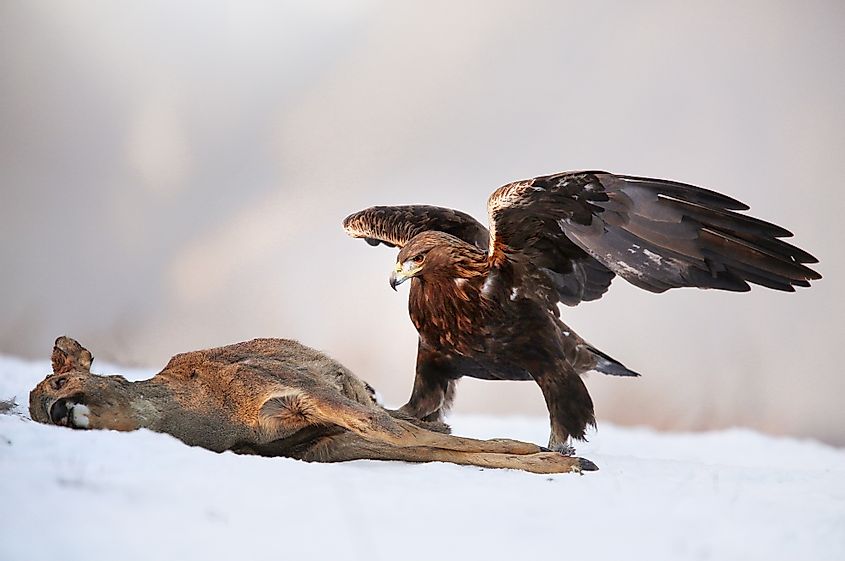 golden eagle with prey
