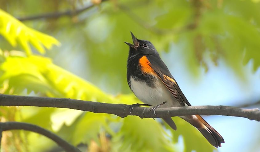 American Redstart (Setophaga ruticilla) singing in early spring