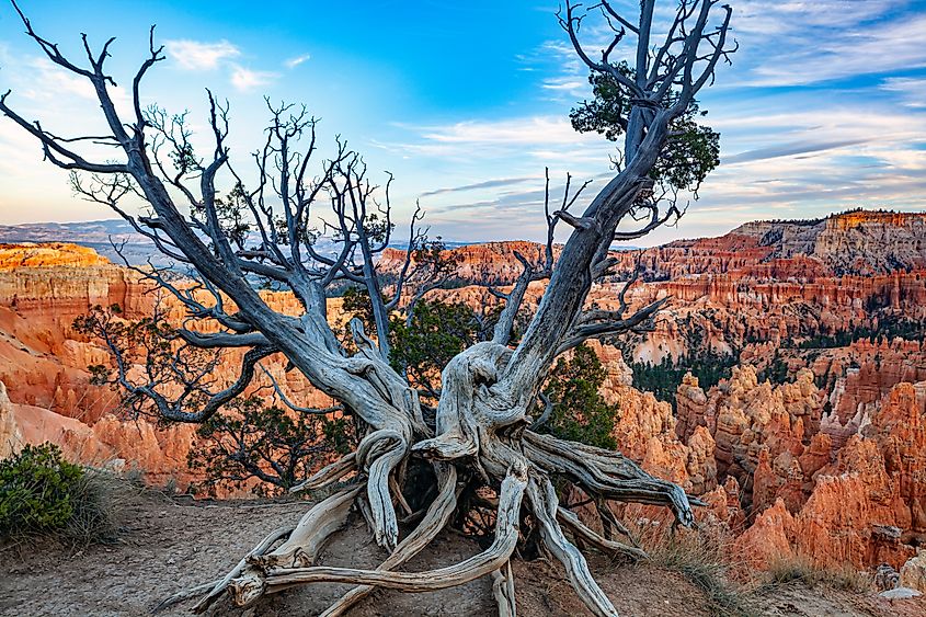 A bristlecone pine at the Bryce Canyon National Park.