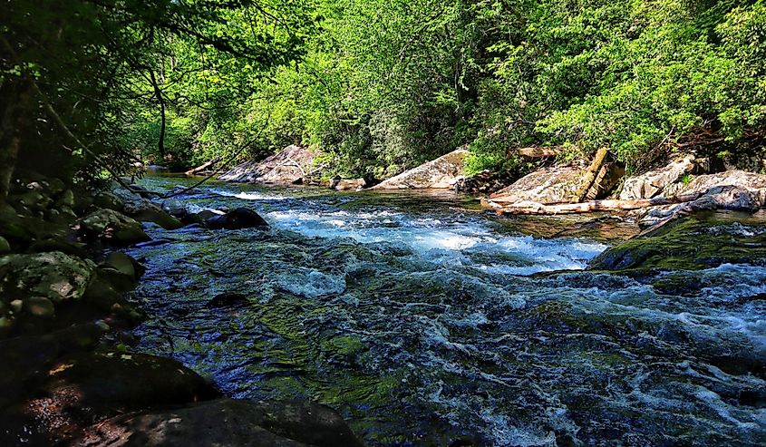 rushing river through green trees