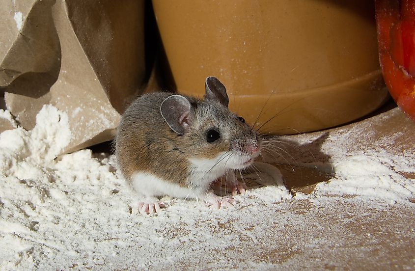Close up of a house mouse in a kitchen.