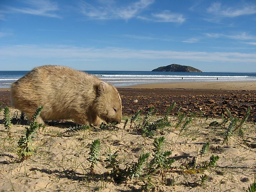 Wombat in Australia